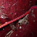 Tubulanus albocinctus - Photo (c) KJ, alguns direitos reservados (CC BY-NC), uploaded by KJ