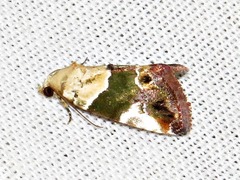 Hypercodia wheeleri