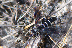 Miltinus atripennis