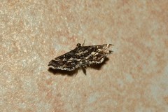 Diasemiopsis ramburialis
