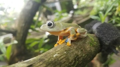 Rhacophorus reinwardtii