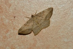 Chiasmia brongusaria