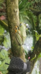 Rhacophorus reinwardtii