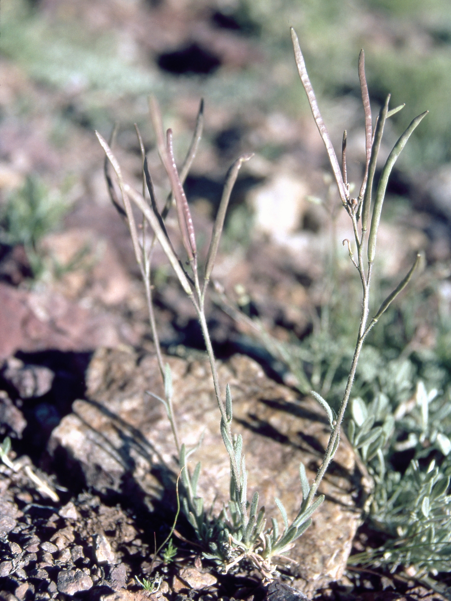 Boechera ophira