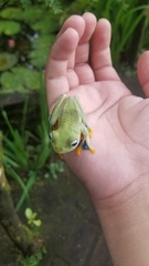 Rhacophorus reinwardtii