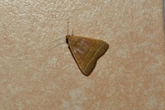 Simplicia extinctalis