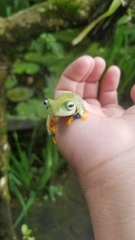 Rhacophorus reinwardtii