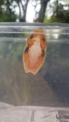 Rhacophorus reinwardtii