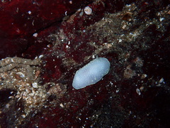 Cadlina