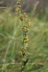 Artemisia latifolia