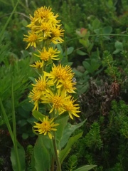 Solidago cuprea
