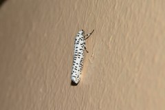 Yponomeuta strigillatus