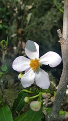 Diegodendron humbertii