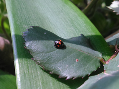 Chilocorus infernalis