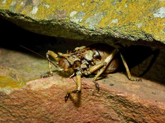 Enyaliopsis