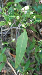 Diegodendron humbertii