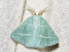 Microloxia ruficornis