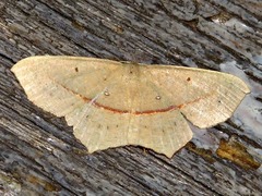 Traminda vividaria