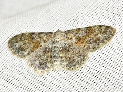 Scopula nigrinotata
