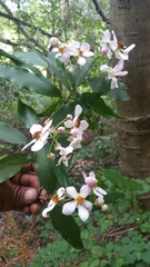 Diegodendron humbertii