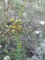 Hypericum elegans