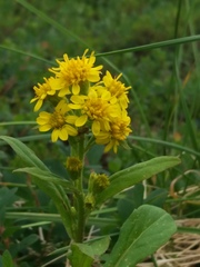 Solidago cuprea