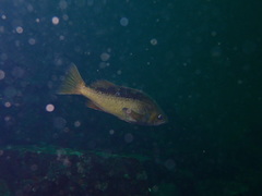 Sebastes flavidus