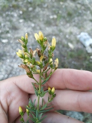 Hypericum elegans