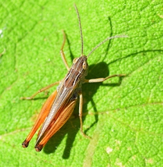 Stenobothrus fischeri