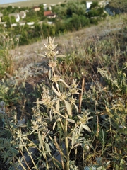 Marrubium peregrinum