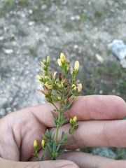 Hypericum elegans