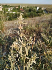 Marrubium peregrinum