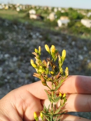 Hypericum elegans