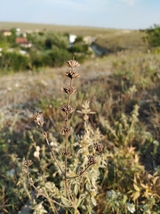 Marrubium peregrinum