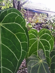 Anthurium crystallinum