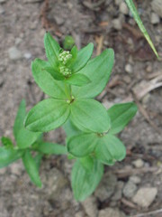 Galium oreganum