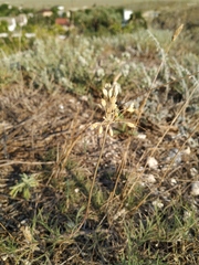 Allium flavum tauricum