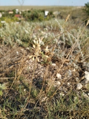 Allium flavum tauricum
