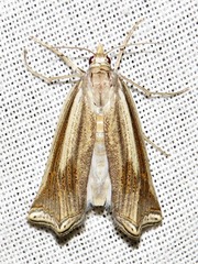 Ancylolomia planicosta