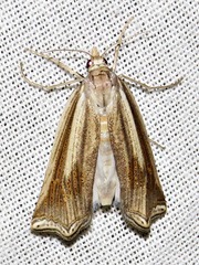 Ancylolomia planicosta