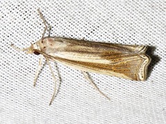 Ancylolomia planicosta