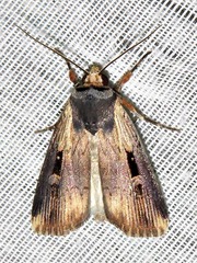 Effractilis effracta