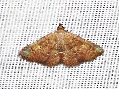 Cerynea thermesialis