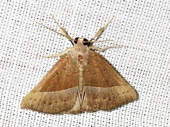 Hypena laetalis