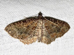 Horisme obscurata obscurata