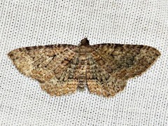 Horisme obscurata obscurata