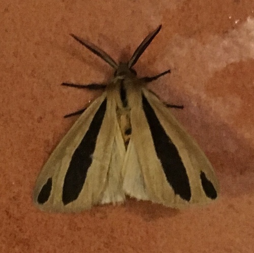 Epilacydes scita