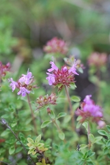 Thymus mongolicus