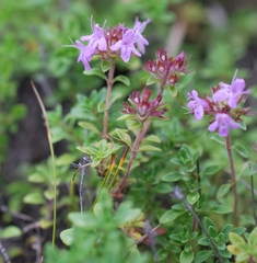 Thymus mongolicus