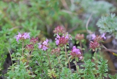 Thymus mongolicus